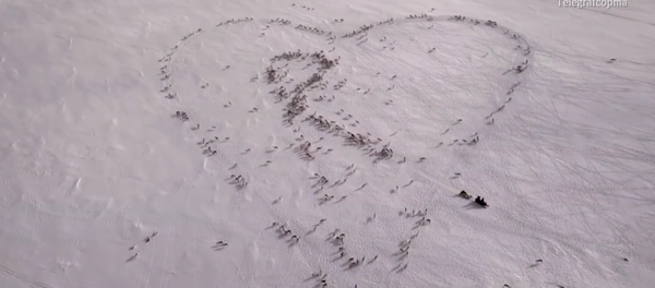 Norwegian Shepherd Forms Giant Heart Using Hundreds of Reindeer Norwegian Shepherd Forms Giant Heart Using Hundreds of Reindeer - Sputnik International