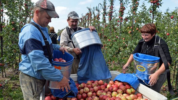 Ukrainian workers pick up apples at an apple orchard near Leczyszyce. File photo Ukrainian workers pick up apples at an apple orchard near Leczyszyce. File photo - Sputnik International