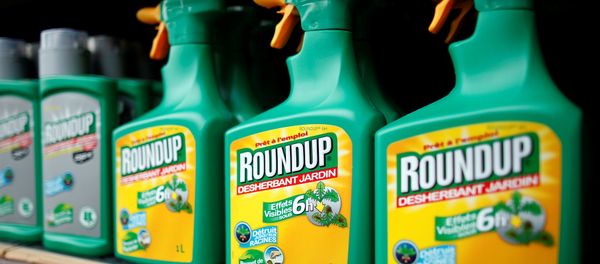 Monsanto's Roundup weedkiller atomizers are displayed for sale at a garden shop at Bonneuil-Sur-Marne near Paris, France, June 16, 2015. Monsanto's Roundup weedkiller atomizers are displayed for sale at a garden shop at Bonneuil-Sur-Marne near Paris, France, June 16, 2015. - Sputnik International