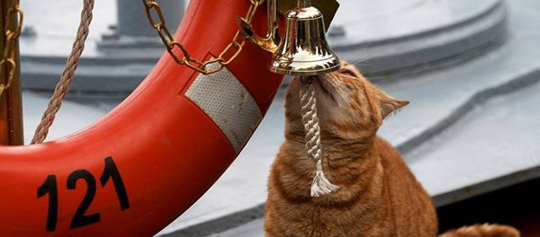 Orange tabby 'Seaman Sergei Ivanovich' rings the bell aboard the Russian Navy missile cruiser Moskva Orange tabby 'Seaman Sergei Ivanovich' rings the bell aboard the Russian Navy missile cruiser Moskva - Sputnik International