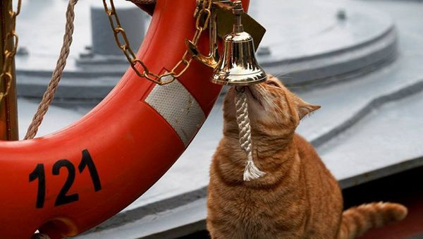 Orange tabby 'Seaman Sergei Ivanovich' rings the bell aboard the Russian Navy missile cruiser Moskva - Sputnik International