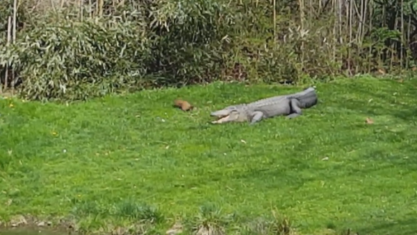 Brave Prairie Dog Challenges Sleeping Alligator - Sputnik International
