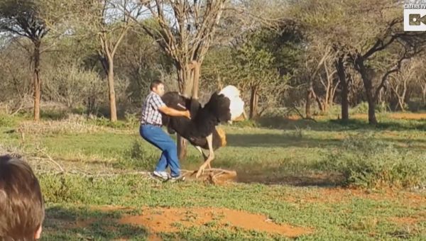 Shocking Moment Ostrich Attacks Man - Sputnik International