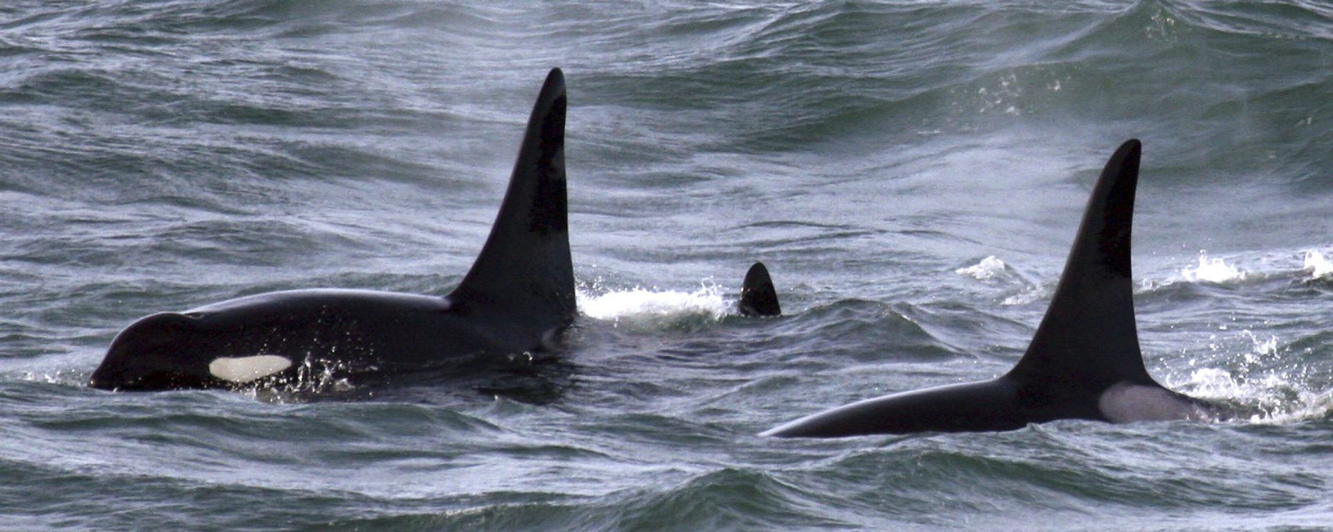 An orca whale swims with other whales in the Pacific Ocean near the mouth of the Columbia River near Ilwaco, Washington - Sputnik International, 1920, 25.08.2023