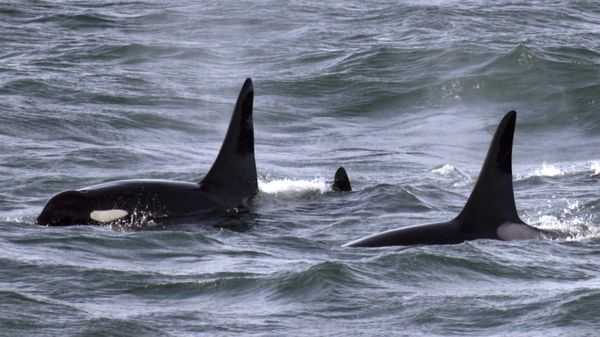 An orca whale swims with other whales in the Pacific Ocean near the mouth of the Columbia River near Ilwaco, Washington - Sputnik International