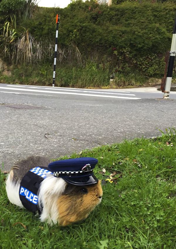 Corgi, Reindeer and Guinea Pig: Animals Serving in Police Around the World Corgi, Reindeer and Guinea Pig: Animals Serving in Police Around the World - Sputnik International