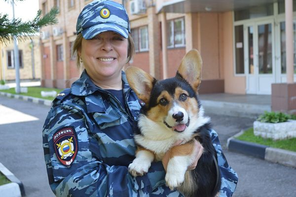 Corgi, Reindeer and Guinea Pig: Animals Serving in Police Around the World Corgi, Reindeer and Guinea Pig: Animals Serving in Police Around the World - Sputnik International