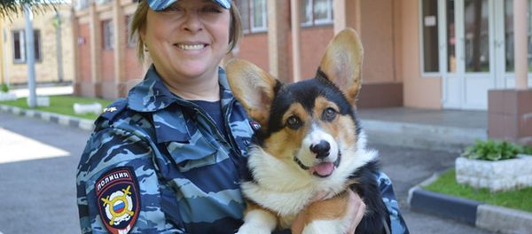 Corgi, Reindeer and Guinea Pig: Animals Serving in Police Around the World - Sputnik International