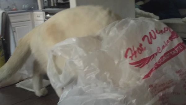 get in the bag cat instantly regrets getting in the bag - Sputnik International