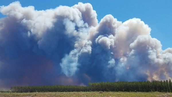 Wildfire national refugee Wildfire national refugee - Sputnik International