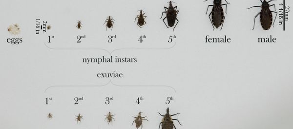 Various triatomine bugs in all life stages, from eggs to nymphs to fully grown adults. A variety of bug species, that share similar traits, are pictured. Various triatomine bugs in all life stages, from eggs to nymphs to fully grown adults. A variety of bug species, that share similar traits, are pictured. - Sputnik International