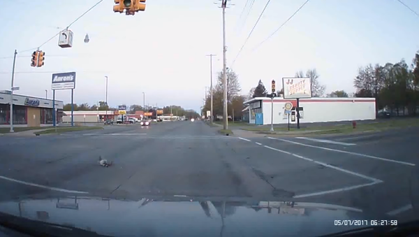 Lightning Strikes Bird Mid-Flight - Sputnik International