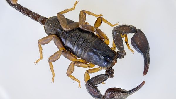Scorpion - Sputnik International