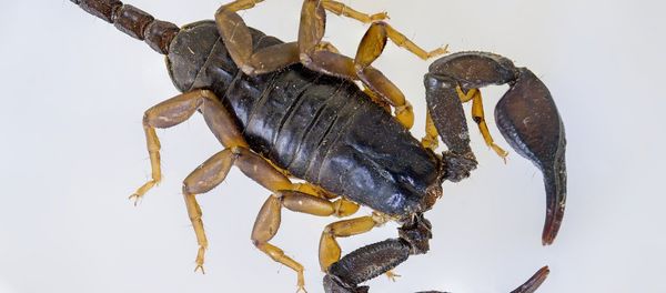 Scorpion Scorpion - Sputnik International
