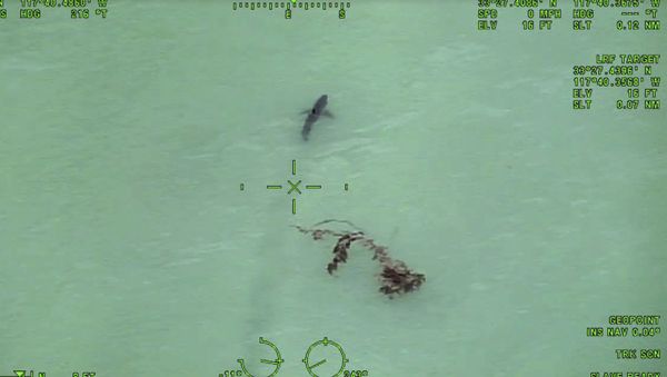 In this Wednesday, May 10, 2017 still image taken from video provided by the Orange County, Calif., Sheriff's Department, a great white shark is seen swimming off the coast of Dana Point, California. - Sputnik International