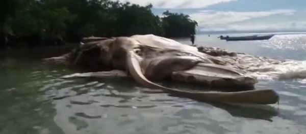 Giant Sea Monster Found In Indonesia - Sputnik International