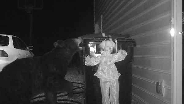 Bear Problem Solved - Sputnik International