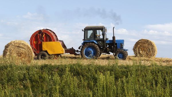 Harvesting grain crops in Belarus - Sputnik International