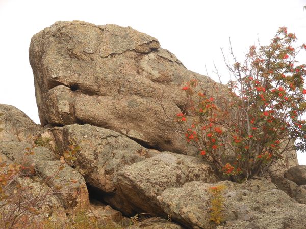 Dragon, an ancient megalith discovered in Russia’s Altai Mountains. - Sputnik International