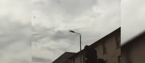 Huge swarm of bees hits part of London at rush hour - Sputnik International