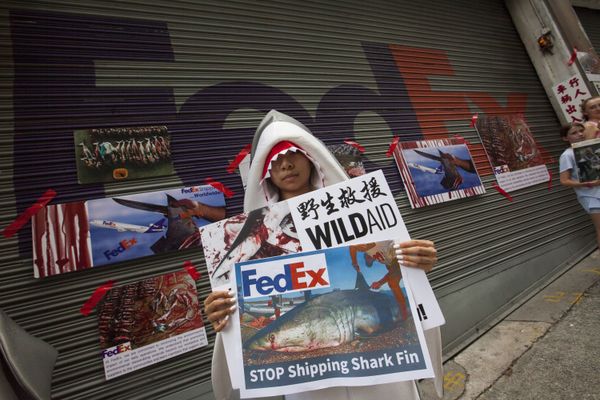 Pressure increases on FedEx and US Airlines to ban shark fin imports on planes Pressure increases on FedEx and US Airlines to ban shark fin imports on planes - Sputnik International