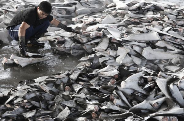 Shark finning In Taiwan Shark finning In Taiwan - Sputnik International