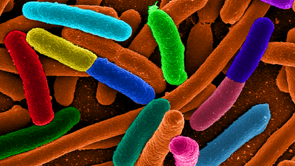 Escherichia coli Escherichia coli - Sputnik International