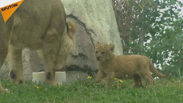 A Cute Lion Cub From Dallas Zoo - Sputnik International
