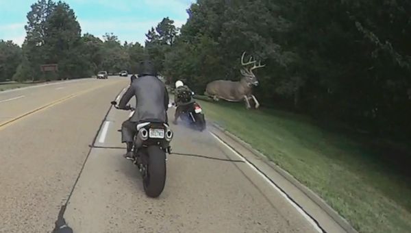 Buck Takes Out Motorcyclist - Sputnik International