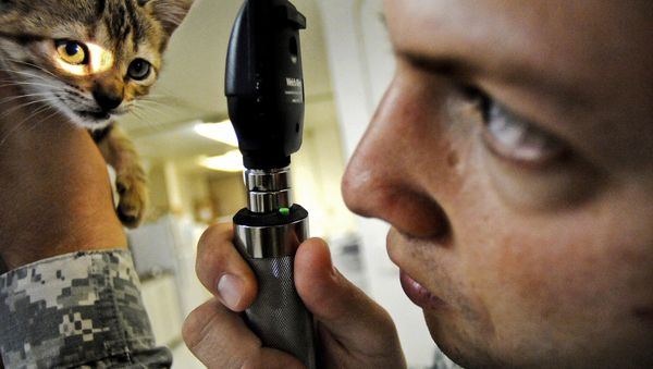 Cat doctor Cat doctor - Sputnik International