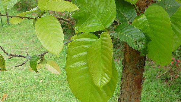 Shorea robusta Shorea robusta - Sputnik International