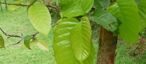 Shorea robusta Shorea robusta - Sputnik International