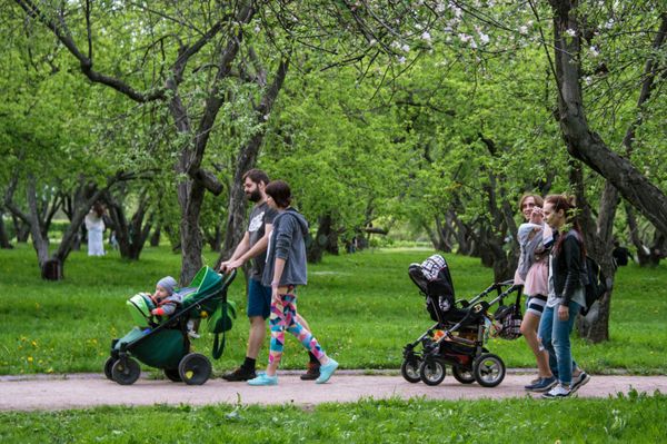 Apple Trees Start Blooming in Moscow - Sputnik International