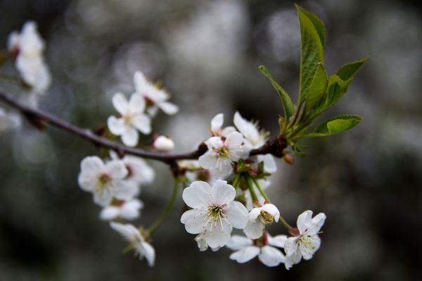 Apple Trees Start Blooming in Moscow - Sputnik International