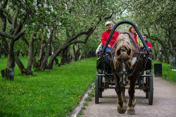 Apple Trees Start Blooming in Moscow - Sputnik International