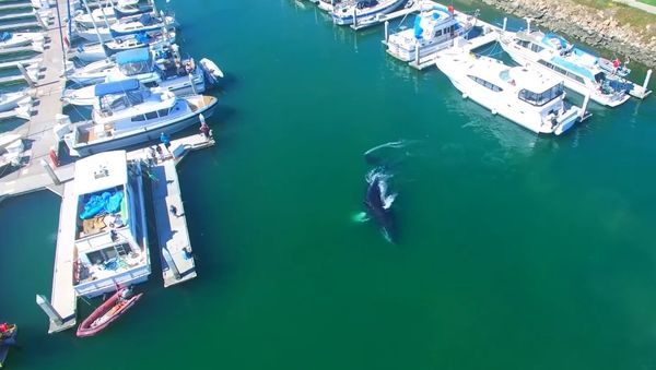 AERIALS Large HUMPBACK WHALE Confused Or Lost In Ventura Marina 4K - Sputnik International