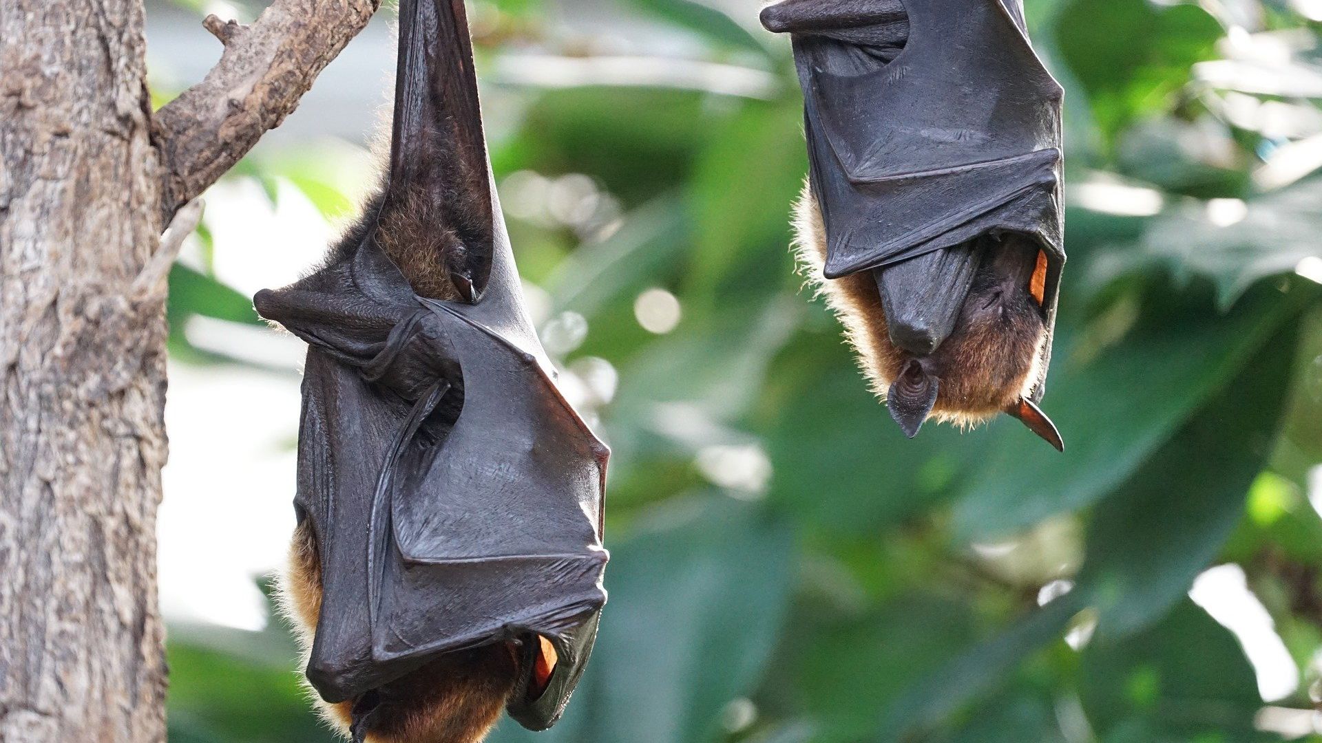 Vampire bats Vampire bats - Sputnik International, 1920, 17.07.2021