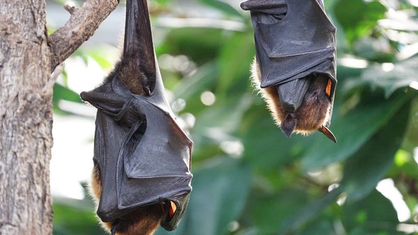 Vampire bats - Sputnik International