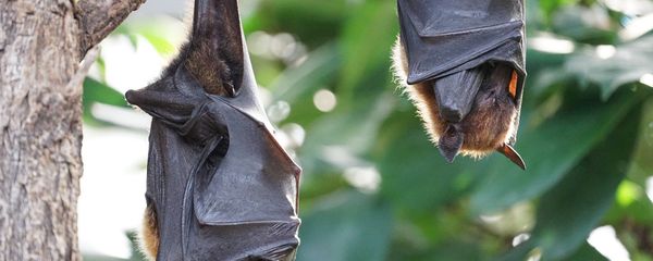 Vampire bats Vampire bats - Sputnik International