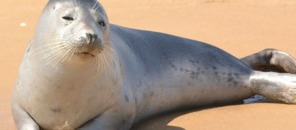 Seal Seal - Sputnik International