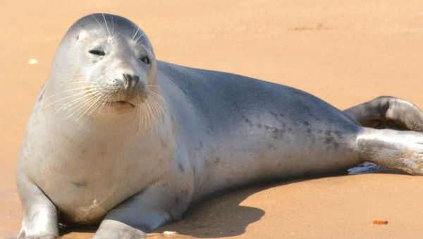 Seal Seal - Sputnik International