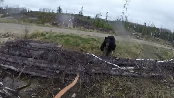 Black bear charge(attack) fire river ontario spring 2017 - Sputnik International