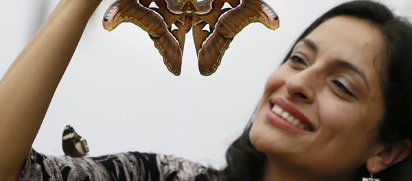 Exhibition curator Blanco Huertas holds up an Atlas moth during a photo call for hundreds of tropical butterflies being released, to launch the Natural History Museum's Sensational Butterflies exhibition in London, Wednesday, March 23, 2016. Exhibition curator Blanco Huertas holds up an Atlas moth during a photo call for hundreds of tropical butterflies being released, to launch the Natural History Museum's Sensational Butterflies exhibition in London, Wednesday, March 23, 2016. - Sputnik International