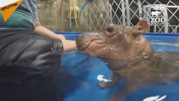 Four-Month-Old Fiona the Hippo Gets Stronger by the Day - Sputnik International