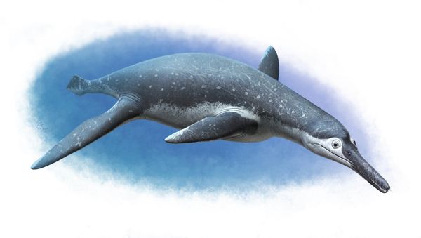 Luskhan itilensis, a new pliosaur from Russia! - Sputnik International