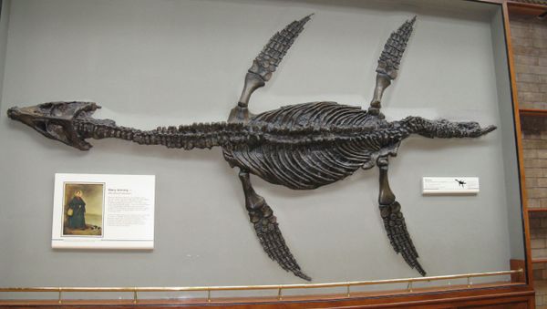  Pliosaur - Sputnik International