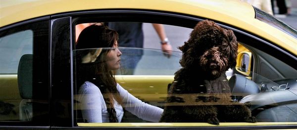 A Chinese woman drives her car through traffic as her dog looks out of the passenger window in Shanghai (File) A Chinese woman drives her car through traffic as her dog looks out of the passenger window in Shanghai (File) - Sputnik International