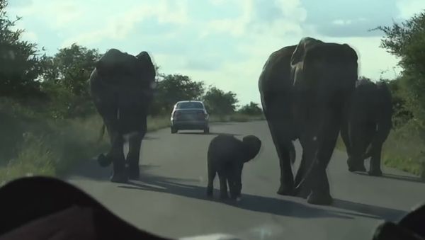 Cheeky and Brave baby Elephant Protects his Mom. Kruger National Park - Sputnik International