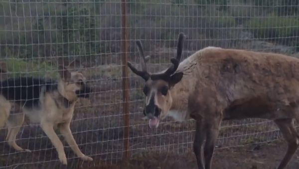German Shepherd Plays with Reindeer - Sputnik International