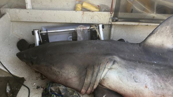 a 2.7-meter (9-foot) great white shark lays on the deck of Terry Selwood's fishing boat at Evans Head, Australia - Sputnik International